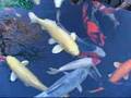 koi fish varieties