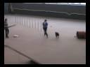 1. speed dog cup mo.wmv 1. speed dog cup mo.wmv