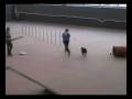 1. speed dog cup mo.wmv
