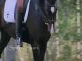 Horses - Electric Guitar