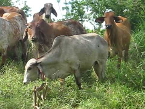 novillas gyr 2