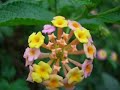 Sagada
