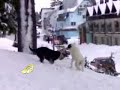 SCHI LA STRAJA SCHI LA STRAJA