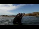 Seals at Kaikoura Seals at Kaikoura