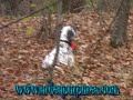 Caccia a beccacce con i mitici...Jula e Romeo - Association international Ardea Purpurea Caccia a beccacce con i mitici...Jula e Romeo - Association international Ardea Purpurea