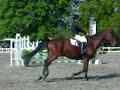 cheval un jour cheval toujours