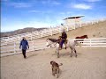 Amuleto Pony Ride