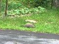 Groundhog - Пойман с поличным....