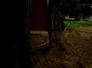 SALVIAMO GLI  ALBERI DELLA SCUOLA MEDIA DI LOCATE !