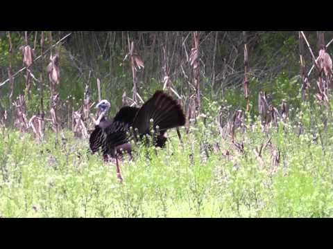 Opening day turkey hunt in Illinois 2012