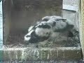 Harrisburg Falcons hatch to fledge