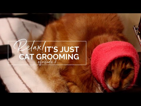 Tips for Your Cat Grooming Business: Preventing Negative Reviews, Reducing Stress, Blow  Drying Cats