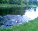 dennis jumping in river \" jackass style \"