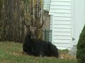Bull Moose in Kingswood Park Moncton New Brunswick Bull Moose in Kingswood Park Moncton New Brunswick