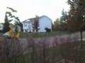Bull Moose in Kingswood Park Moncton New Brunswick