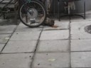A Cat Looks Up From His Slumber
