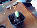 greffe cactus greffe cactus