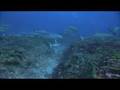 TIBURONES 3D - IMAX - (Castillian version)