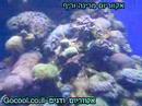 Reef Aquarium ????? ????????? ???
