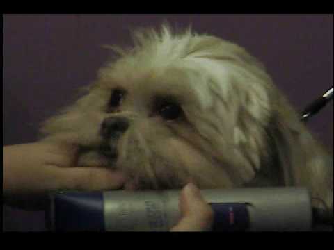 shihtzu