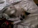 Chiwawa buongiorno! Chiwawa buongiorno!