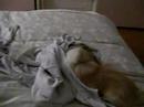 Chiwawa buongiorno!