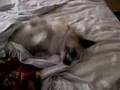 Chiwawa buongiorno!