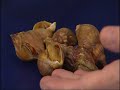 Whelks \"A How-To Guide\" Whelks \"A How-To Guide\"