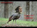 Anti-Fenerbahçe (PR. Gs \ Anti-Fenerbahçe (PR. Gs \