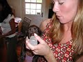 The cutest chocolate labs