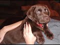 The cutest chocolate labs The cutest chocolate labs