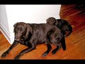 The cutest chocolate labs