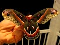 Cecropia ( papillon de nuit / moth ) Cecropia ( papillon de nuit / moth )