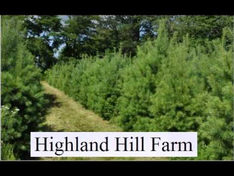 how to replant ivy vines