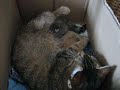3�me port�e de chaton par r�glisse