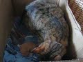 3�me port�e de Chaton par R�glisse