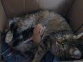 3�me port�e de chaton par r�glisse