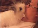 Chiu Chiu kiss 2 sico
