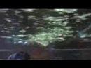 UPDATE: Oceanic Biocube Tank Tour