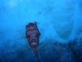 Puffer fish eating a shrimp