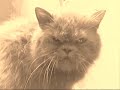 Ode to cat