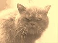 Ode to cat