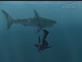 Crysis Shark Feeding Frenzy 3 Crysis Shark Feeding Frenzy 3