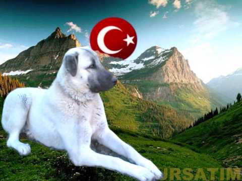 dogo arjantin
