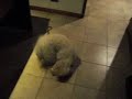 LOLA EN SU PERSECUCION DE SU COLA
