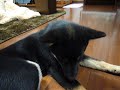 黒豆柴まめすけ　去勢手術後.MOV
