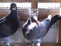 my first youngbirds of 2008 out of the nestbox and eating themselves,i will let them out for a fly around probely during the week i will continue to record any future pigeons that i breed so stay tuned youtubers!!