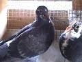my first youngbirds of 2008 out of the nestbox and eating themselves,i will let them out for a fly around probely during the week i will continue to record any future pigeons that i breed so stay tuned youtubers!!