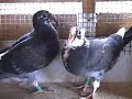 my first youngbirds of 2008 out of the nestbox and eating themselves,i will let them out for a fly around probely during the week i will continue to record any future pigeons that i breed so stay tuned youtubers!!
