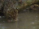 Planet mammals face mass extinction